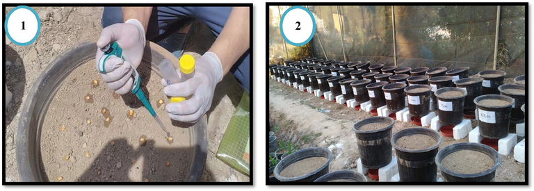 Greenhouse experiment preparation from experiment design to bacteria inoculants with seeds-soil under saline-sodic soil. Where: (1)- is seed inculcation with Azospirillum bacteria; (2)- random distribution pots.