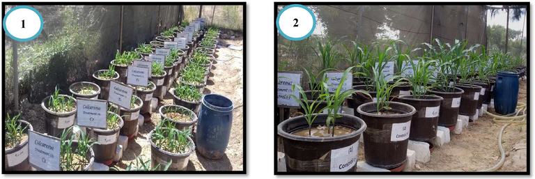 Effect of soil-ameliorants on the growth of the corn plants after a month of sowing in saline-sodic soil. Where: (1)- corn plants seed germination after 21 days of seed sown and (2)- corn plant growth after 30 days of Azospirillum seed inculcation and soil amendments.