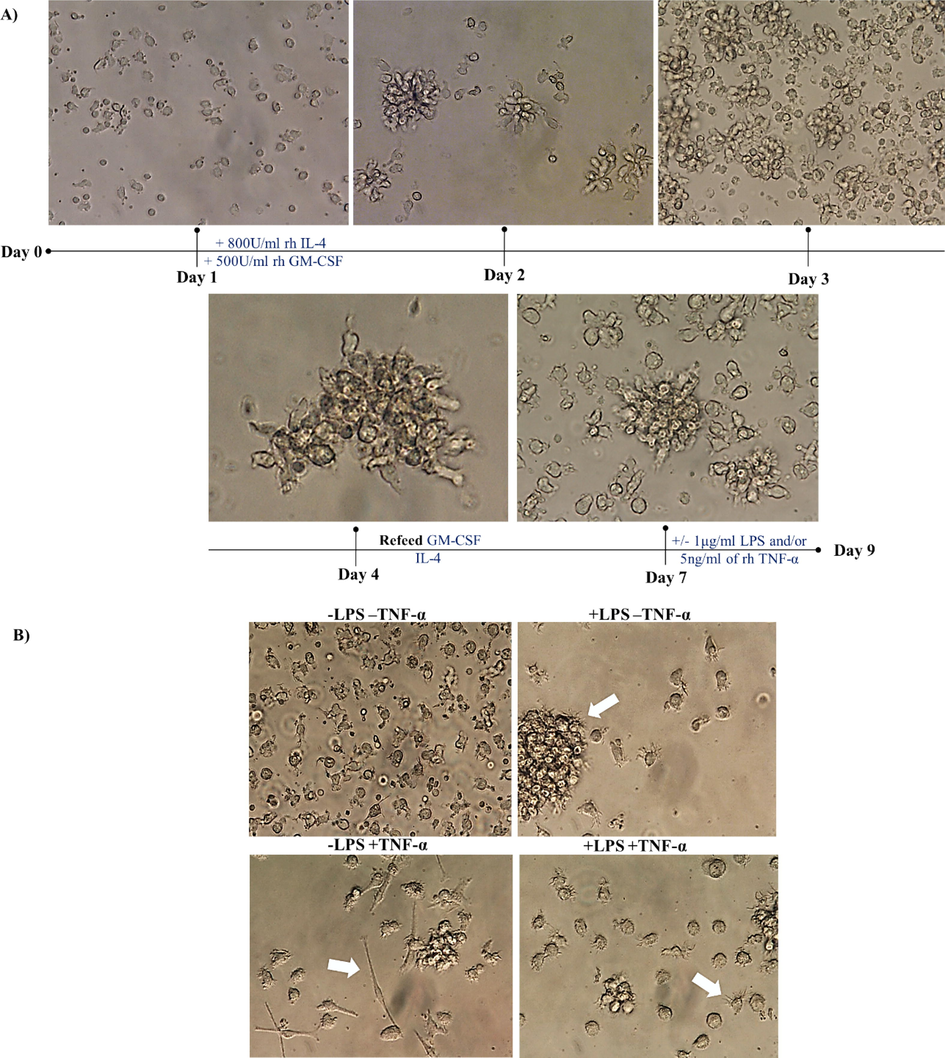 Morphological analysis of dendritic cells in the presence or absence of 1 µg/ml LPS and/or 5 ng/ml TNF-α. (A) Represents cell monitoring and feeding from day 1 to day 7. On day 7, cells were cultured in the presence and absence of 1 µg/ml LPS and/or 5 ng/ml TNF-α. (B) Shows microscopic images of cells on day 9 after left without treatment (top left), treated with 1 µg/ml LPS (top right), treated with 5 ng/ml TNF-α (bottom left), treated with both (bottom right). Data are representative of 7 separate experiments. Photographed by inverted microscope (with magnifications of 400×). Immunology unit, KFMRC, KAU.