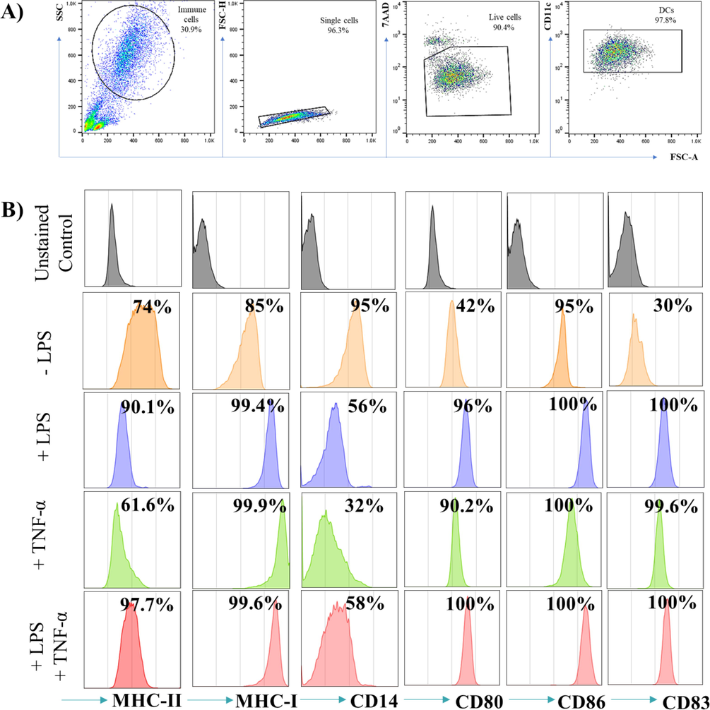 Phenotypic analysis of LPS- and/or TNF-α- treated DCs. (A) Represents the gating strategies used to collect the cells where the stopping gate are set on CD11c positive cells. (B) Shows histograms of CD markers in which the grey histograms are the unstained control and the orange, blue, green and red histograms indicate -LPS, +LPS, +TNF-α and +LPS and TNF-α- treated DCs respectively. DCs were either left untreated, or stimulated with 1 µg/ml LPS and or 5 ng/ml TNF-α for 48 hrs. The data are representative of 4 separate experiments.