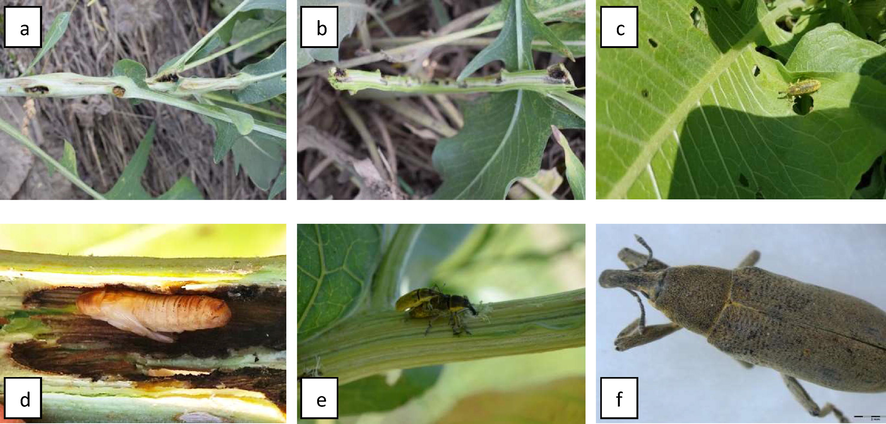 Centaurea behen (a,b,c) infested with the larvae of Lixus pulverulentus (d,e,f).