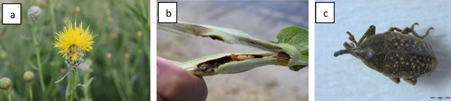 Centaurea behen (a) infested with the larvae of Larinus grisescens (b,c).