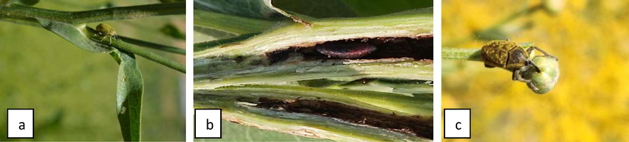 Centaurea ptercaula (a) infested with the larvae of Larinus grisescens (b,c).