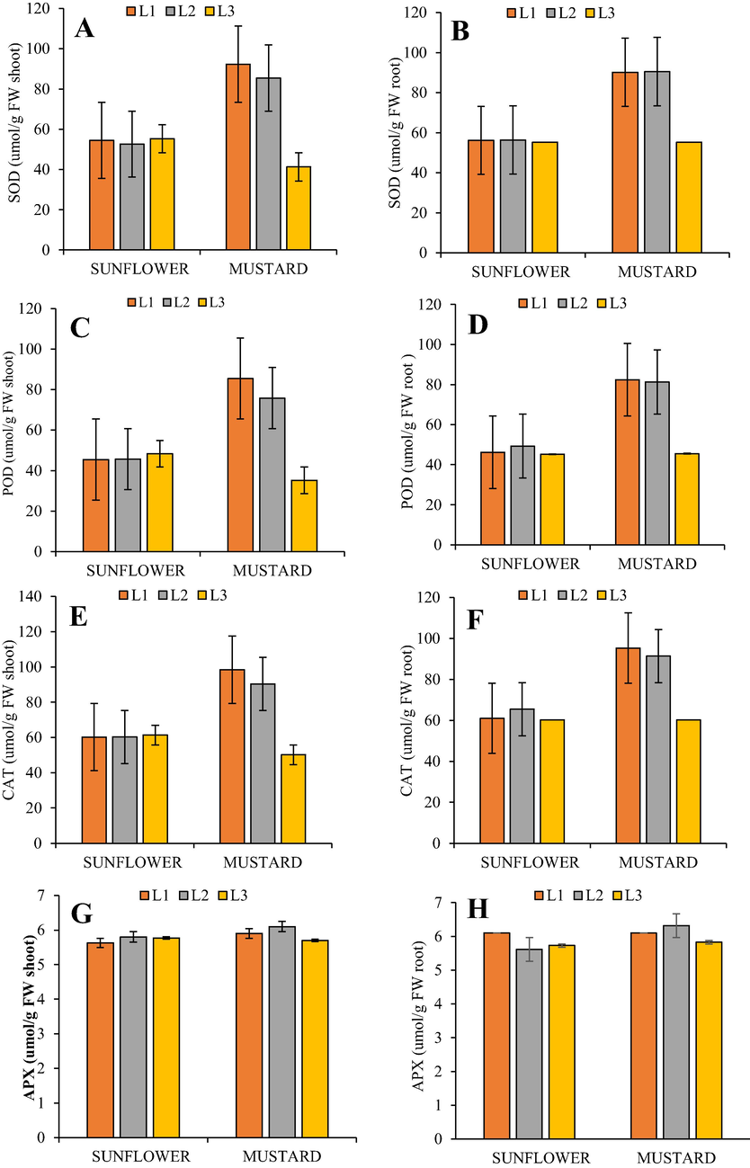 (A-H). Effect of cypermethrin on (Left) SOD shoot, Shoot POD, Shoot CAT, Shoot APX, and (Right) SOD root, root POD, root CAT, root APX, in H. annuus and B. juncea under Cypermethrin stress (L1) control, (L2) 20 mg/kg and (L3) 40 mg/kg. Different letters indicate significant difference at P ≤ 0.05.