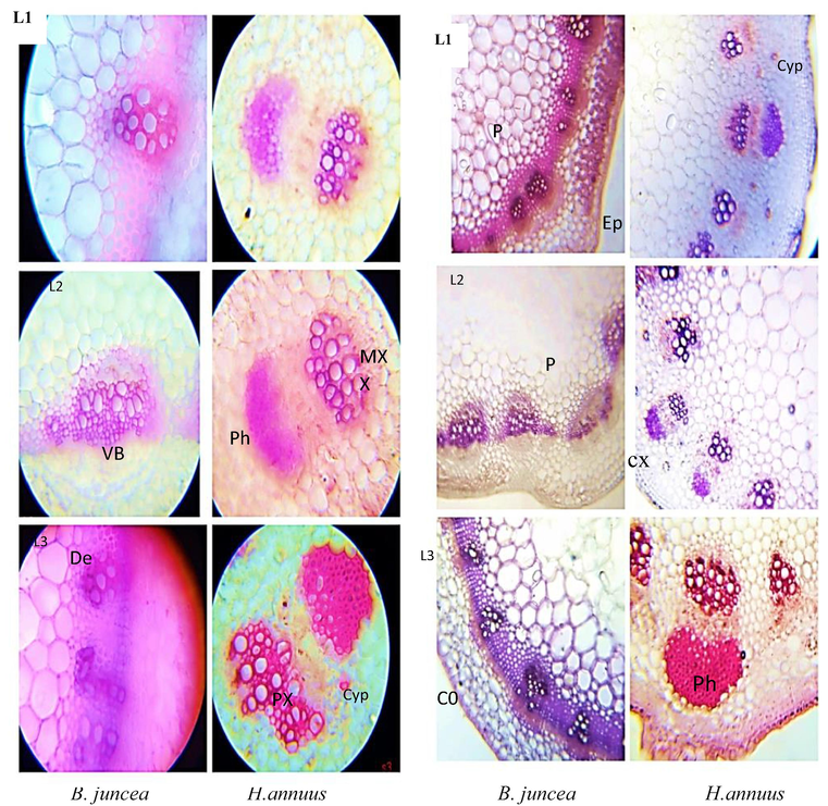 T.S 0f shoot of B. juncea and H. annuus. Different levels of cypermethrin are L1 = control, L2 = 20 mg/kg and L3 = 40 mg/kg. (Ep: epidermis; cx:vascular cortex and Co: collenchyma cells; Ph: phloem cell; MX: metaxylem; Vb: vascular bundle; Cyp: pesticide crystal; De: pestiside deposition; P: pith).