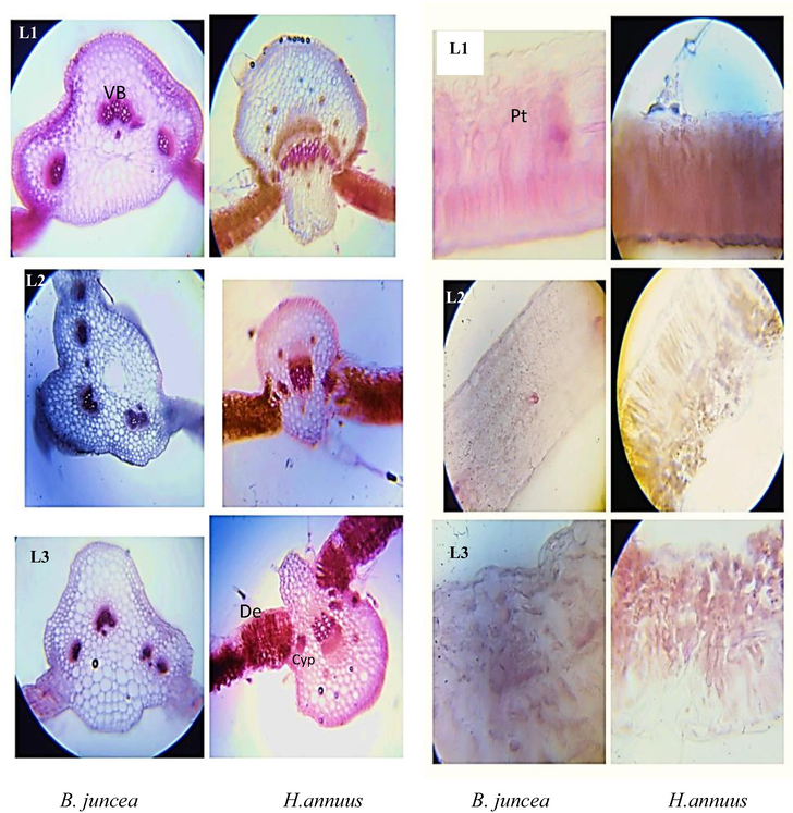 T.S 0f shoot of B. juncea and H. annuus. Different levels of cypermethrin are L1 = control, L2 = 20 mg/kg and L3 = 40 mg/kg. (Vb: vascular bundle; De: deposition of Cyp in palisade tissue; Pt: palisade tissue; Cyp: pesticide crystal).