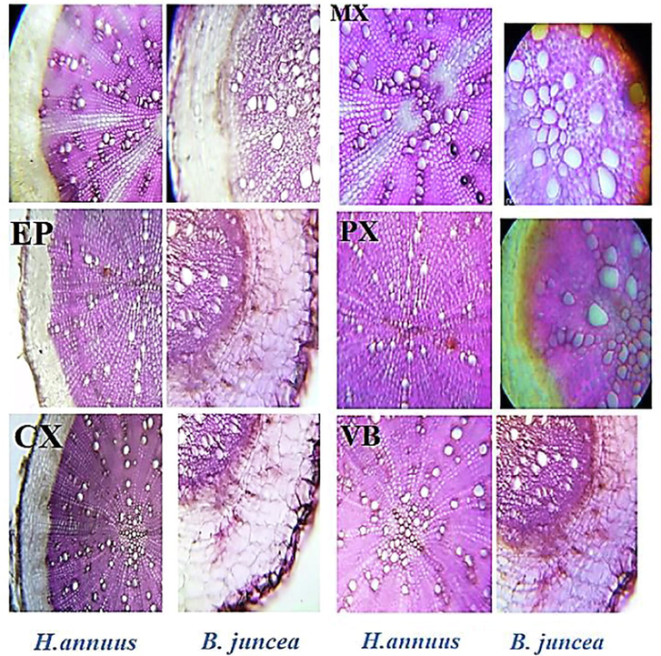 T.S of root of B. juncea and B = H. annuus. Different levels of cypermethrin are L1 = control, L2 = 20 mg/kg and L3 = 40 mg/kg. (Ep: epidermis; cx: cortex and Co: collenchyma cells; Ph: phloem cell; MX: metaxylem; Vb: vascular bundle).