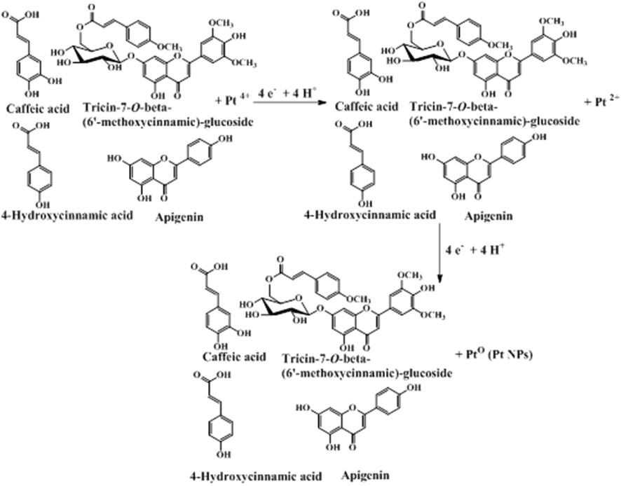 Bioactive compounds of OFIPs involve simultaneously chemical reduction of Pt NPs and the antioxidant role for these compounds (Ishak et al., 2020).