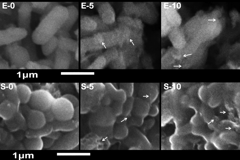 Scanning imaging of exposed Escherichia coli (E) and Staphylococcus aureus (S) cells to nanocomposite of chitosan/gum Arabic/eugenol/SeNPs for 0, 5 and 10 h. Arrows indicate examples of attached nanoparticles to microbial cells.