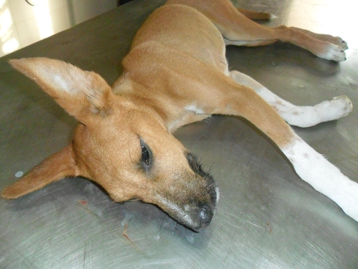 Mongrel dog treated with 170 mg/kg of Annona muricata stem bark water extract in the state of open eye anaesthesia.