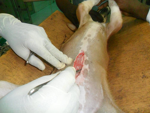 Mongrel dog anaesthetized with 170 mg/kg of Annona muricata stem bark water extract undergoing laparotomy for measurement of large and small intestines.