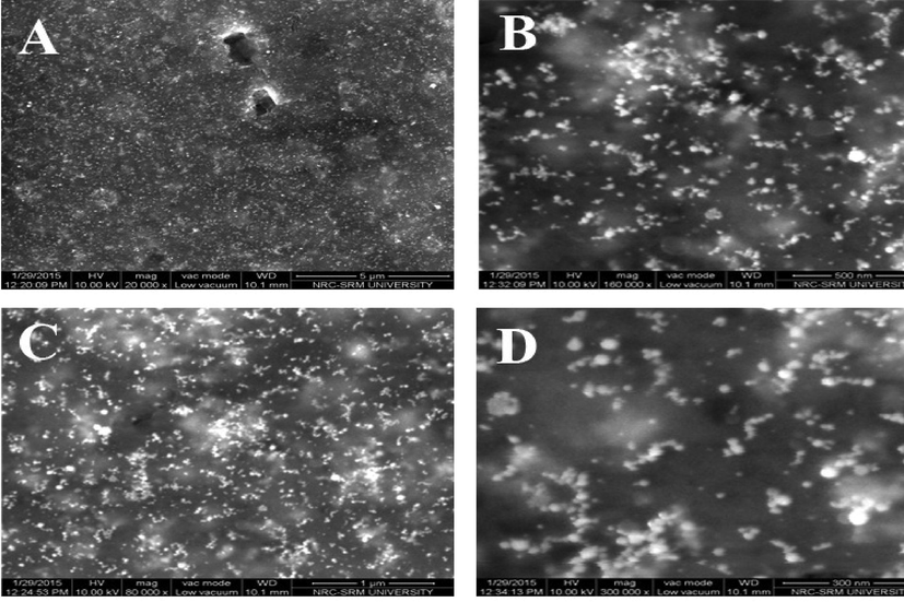 FESEM images of green synthesized gold nanoparticles. (A) 5 µm scale. (B) 500 nm scale. (C) 1 µm scale. (D) 300 nm scale.