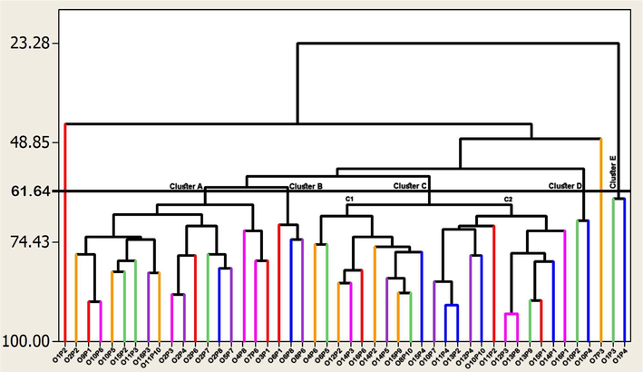 Dendrogram showing a phenotypic relationship among various phalsa genotypes based on morphological characteristics.