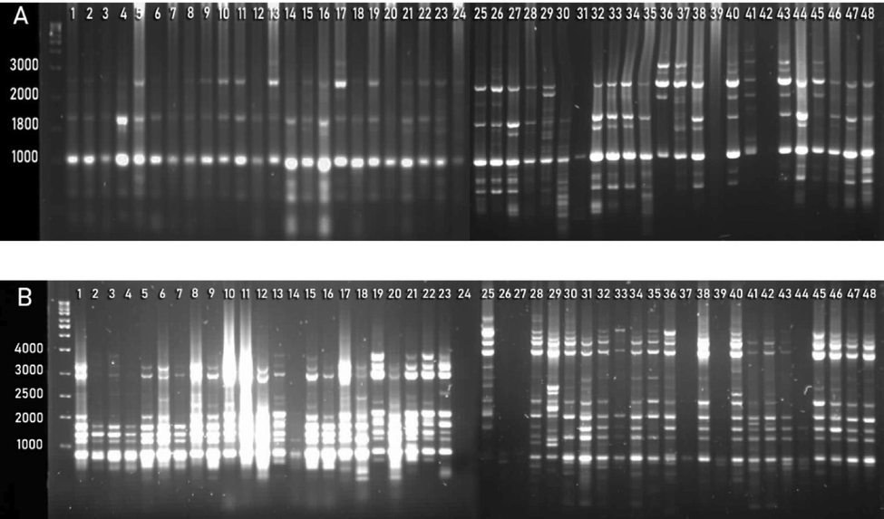 ISSRs amplification of phalsa genotypes generated with primer UBC-825 (A) and UBC-834 (B).