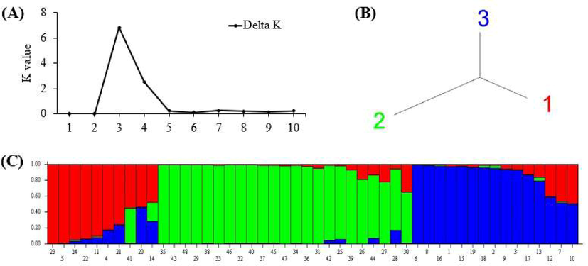 Population structure analysis showing a genetic relationship among forty-eight phalsa genotypes based on ISSR markers: A = best K value graph, B = neighbour-joining tree and C = bar plot.