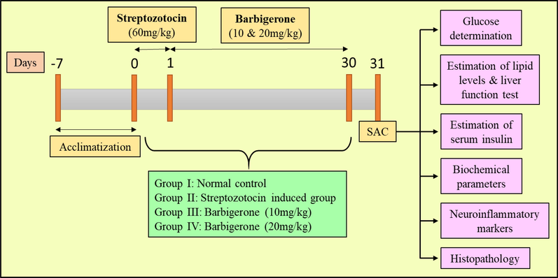 Study protocol of experimental groups. SAC, Sacrifice.