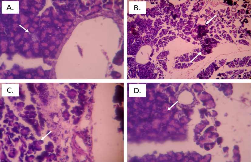 Histopathology of pancreatic tissue in diabetic rats. A. Control rats, arrow depicting normal islet of Langerhans, B. Diabetic control rats, arrow depicts cell damage with distorted cells, C. Barbigerone treated rats (10 mg/kg) D. Barbigerone treated rats (20 mg/kg), arrow showing normal islet of Langerhans with enhanced beta cells.