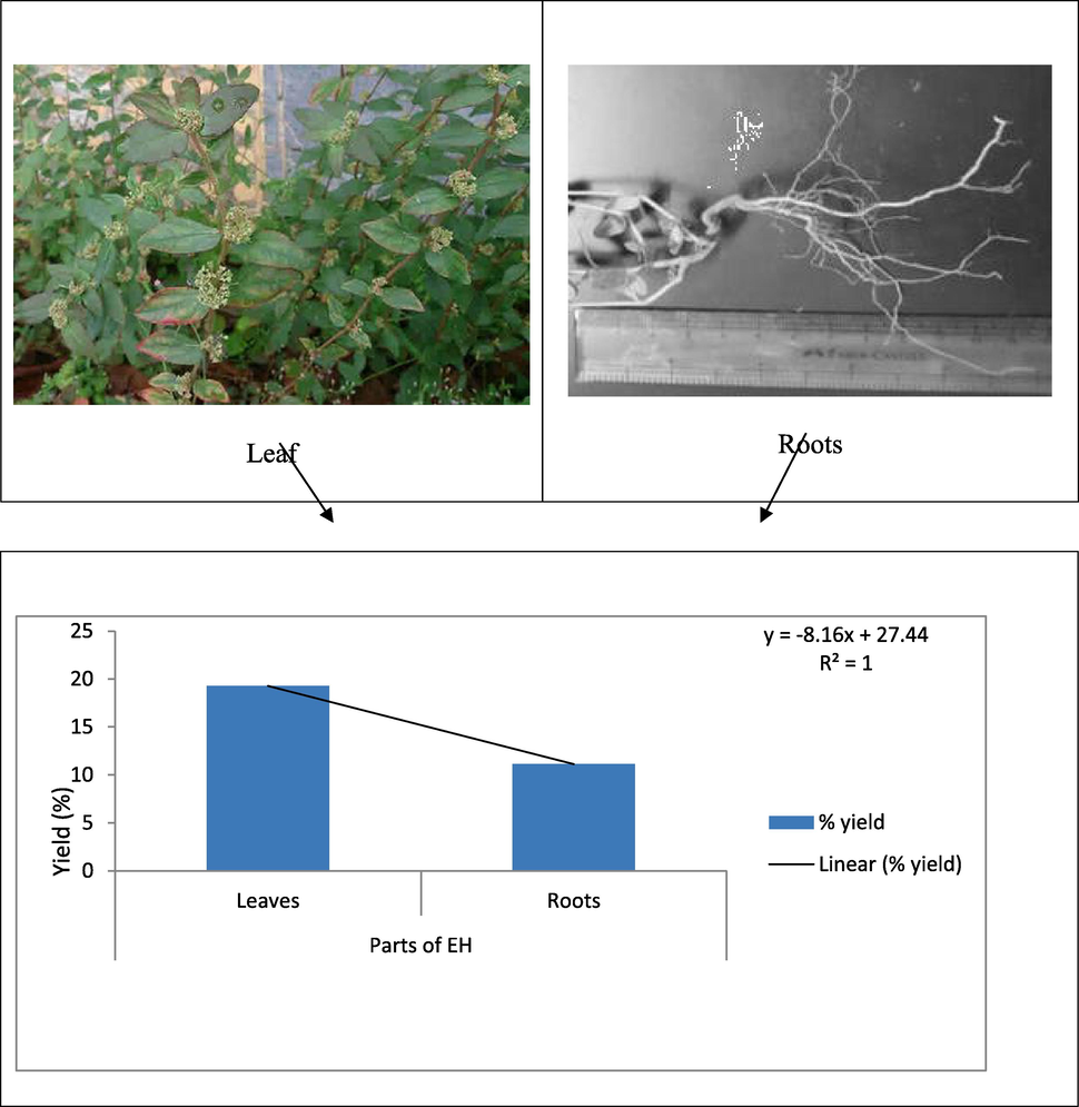 EH leaf and root parts and their yields (n = 1).