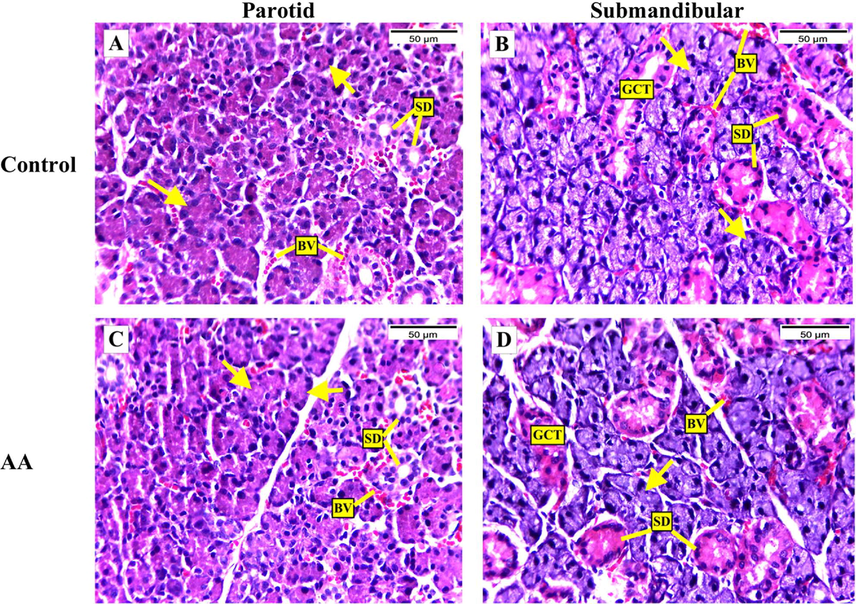 Representative photographs of salivary glands’ histology; H&E-stained, magnification X400. [A & C] parotid of control and AA groups, respectively, [B & D] submandibular gland of control and AA groups, respectively, showing ill-defined lobules separated by thin septa, blood vessels (B.V), serous acini (arrows) lined with pyramidal basophilic cells with rounded nuclei, striated ducts (SD) lined with cuboidal to columnar basally striated cells, granular convoluted tubules (GCT) in submandibular gland lined by columnar cells with basal rounded nuclei and numerous apical acidophilic secretory granules.