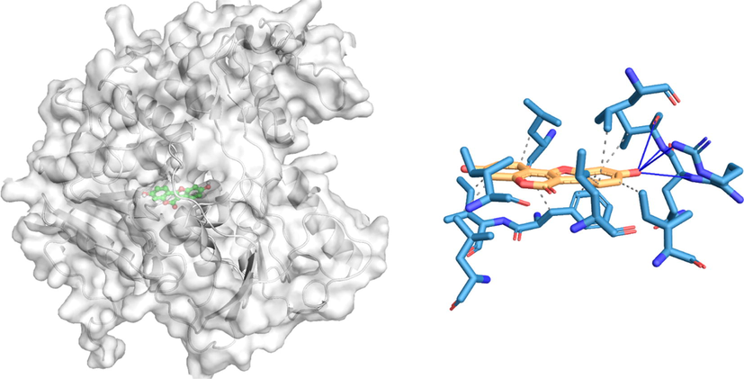 In silico molecular docking of the binding interaction of coumestrol compound with virus target protein (2FOM) based on the binding energy generated by AutoDock program. (A) A close-up view of the surface structure of 2FOM with coumestrol binding at the active site. (B) 2D structure of coumestrol interacting with 2FOM active site residues. …. Hydrophobic interaction Hydrogen bond.