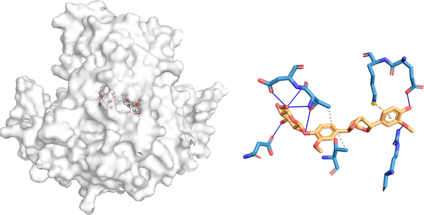 In silico molecular docking of the binding interaction of pinoresinol compound with virus target protein (2BMF) based on the binding energy generated by AutoDock program. (A) A close-up view of the surface structure of 2BMF with pinoresinol binding at the active site. (B) 2D structure of pinoresinol interacting with 2BMF active site residues. …. Hydrophobic interaction Hydrogen bond.