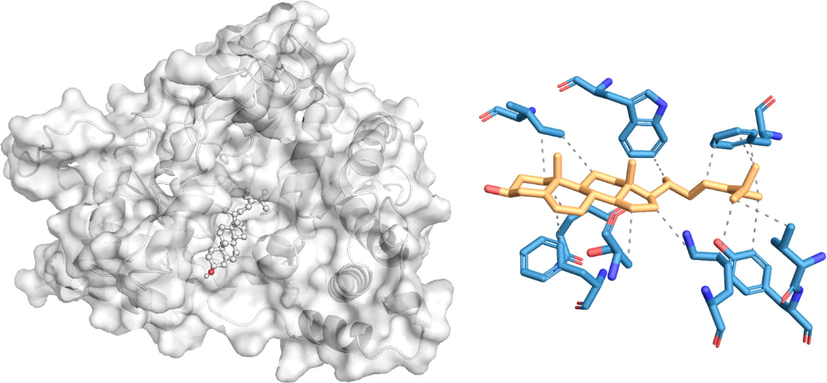 In silico molecular docking of the binding interaction of isofucosterol compound with the mosquito target protein (1YIY) based on the binding energy generated by the AutoDock program. (A) A close-up view of the surface structure of 1YIY with isofucosterol binding at the active site. (B) 2D structure of isofucosterol interacting with 1YIY active site residues. - - - - - Hydrophobic interaction.