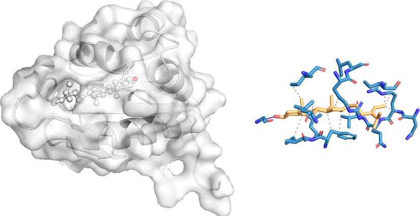 In silico molecular docking of the binding interaction of isofucosterol compound with mosquito target protein (1PZ4) based on the binding energy generated by AutoDock program. (A) A close-up view of the surface structure of 1PZ4with isofucosterol binding at the active site. (B) 2D structure of isofucosterol interacting with 1PZ4 active site residues. …. Hydrophobic interaction Hydrogen bond.