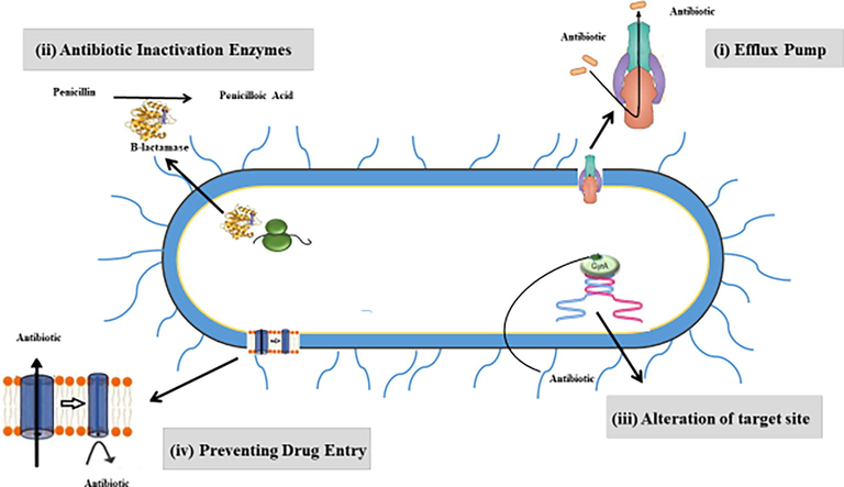 Schematic diagram highlighting the main antimicrobial resistance mechanisms in pathogenic bacteria which include: i) drug efflux systems, which expel the antimicrobials outside the bacterial cell and leading to reducing their effectiveness to non-toxic levels. ii) Antibiotic inactivation enzymes, which modify or destroy the structure of antibiotics. iii) Alteration of target site, which usually occurs in the cell envelope via spontaneous mutation by chemical modification of their molecular targets. iv) Preventing drug entry through modifying the frequency, size, and selectivity of porin channels, which found in the bacterial envelope and plays a crucial role of antibiotic entry into the bacterial cell.