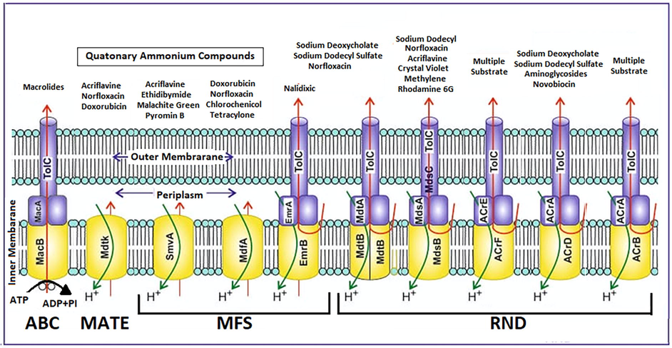 Schematic diagram describing representative structures of the main efflux pump systems of Salmonella including transporters, efflux pumps, and substrates. These transporters are the adenosine triphosphate (ATP)-binding cassette (ABC) superfamily, the multi-drug and toxic compound extrusion (MATE) family, the major facilitator superfamily (MFS) family, and the resistance nodulation-cell division (RND) family. All these transporters use electrochemical gradients to drive their transport processes, except the ABC transporters, which utilize ATP to drive substrate transport processes.