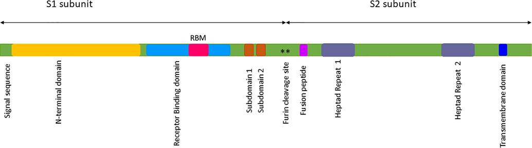 The Spike glycoprotein (S) of SARS-CoV-2 displaying the prominent subunits S1 and S2 with their respective domains in distinct colors.