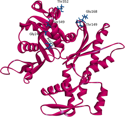 The modelled human actin protein in ribbon format showing the protein-protein interacting residues with labels.