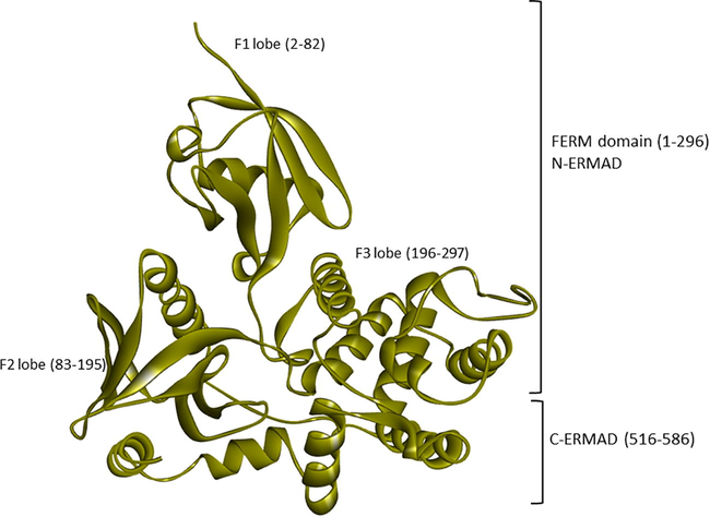 The crystal structure of the human ezrin protein with its distinct FERM (N-ERMAD) and C-ERMAD domains. Their lobes F1, F2 and F3 are labelled with their respective amino acids.