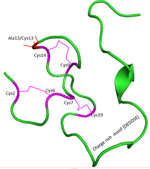 The modelled endodomain of the SARS-CoV-1 protein highlighting the three disulphide bridges (in pink) and the charge rich motif. The location of the substitution of Ala13 with Cys13 is shown with a red line. The substitution of Ala13 to Cys13 forms the endodomain of SARS-CoV-2.