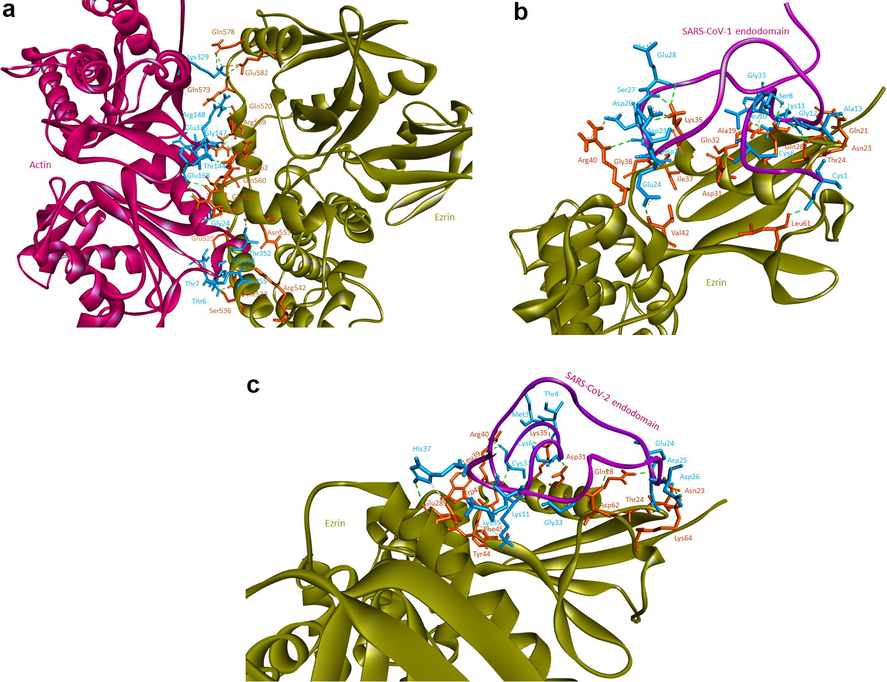 Protein-protein docking performed using HADDOCK software: 3(a) human ezrin and actin protein interacting with each other, 3(b) ezrin protein interacting with the endodomain of SARS-CoV-1, and (3c) ezrin protein interacting with the endodomain of SARS-CoV-2.