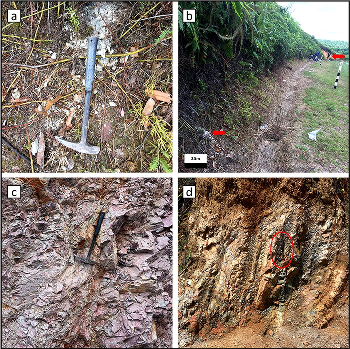 (a) Fissile light grey shale facies (b) Huge exposure of the light grey shales. At the far end of this field photo, it has contact with red shale facies (c) Light grey shale facies having brittle texture and laminations (d) The near surface exposures of fissile light grey shales showing dull brown colour due to weathering process.