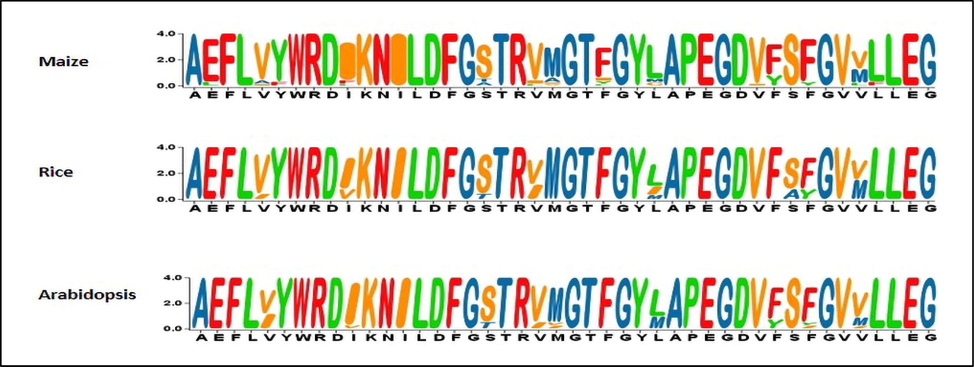 Sequence logos of PERK gene family between Maize, Rice and Arabidopsis.