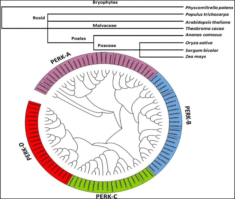 PERK gene family phylogenetic tree. The major cluster of orthologous genes is distinguished with various colours (PERKA-D).