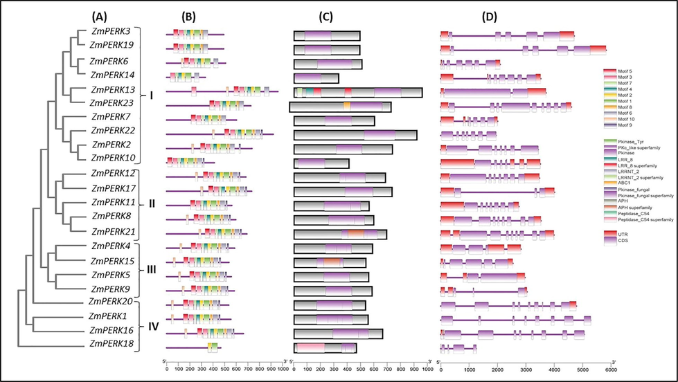 A: Phylogenetic tree-based categorization of ZmPERK genes. An un-rooted phylogenetic tree an un-rooted phylogenetic tree based on full-length peptide sequences (ZmPERK) was generated. Classification is shown based on a phylogenetic tree using differences into groups. 3B: Motif pattern of ZmPERK genes 3C: Conserved domains of maize PERK protein 3D: Exon–intron structure analyses of ZmPERK genes. The purple line represents introns, while the purple boxes represent exons.