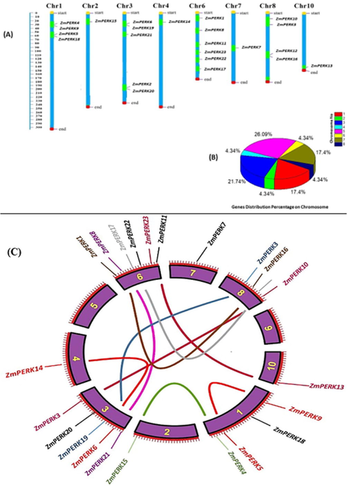 A: Distribution of 23 ZmPERK genes on their respective chromosomes.4B. Pie chart representing percentage of genes present on chromosome.4C: Pictorial representation of paralog gene pairs on chromosome indicating the type of duplication either tandem or segmental.