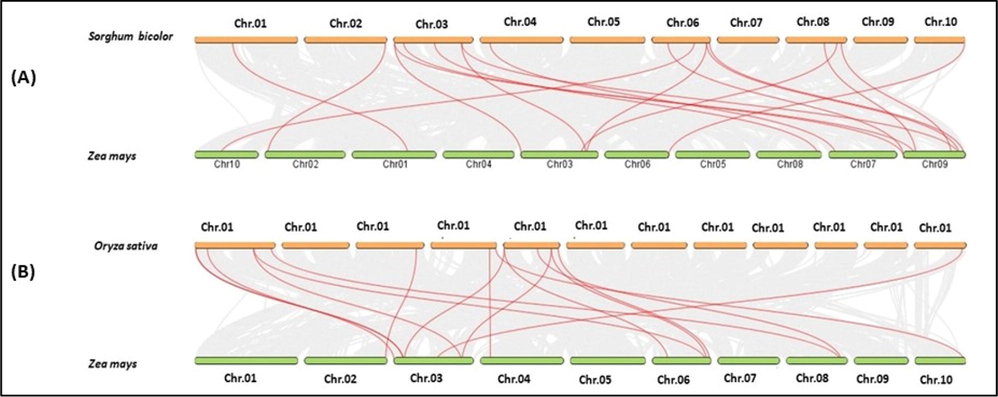 Collinearity analysis of maize, rice, and sorghum. (A) Collinearity analysis of all chromosomes reveals duplicated PERK genes in maize and sorghum. The lines connect the pairs of duplicated genes. (B) The collinearity study of maize and rice chromosomes. The PERK genes are represented by the red flags on distinct chromosomes.