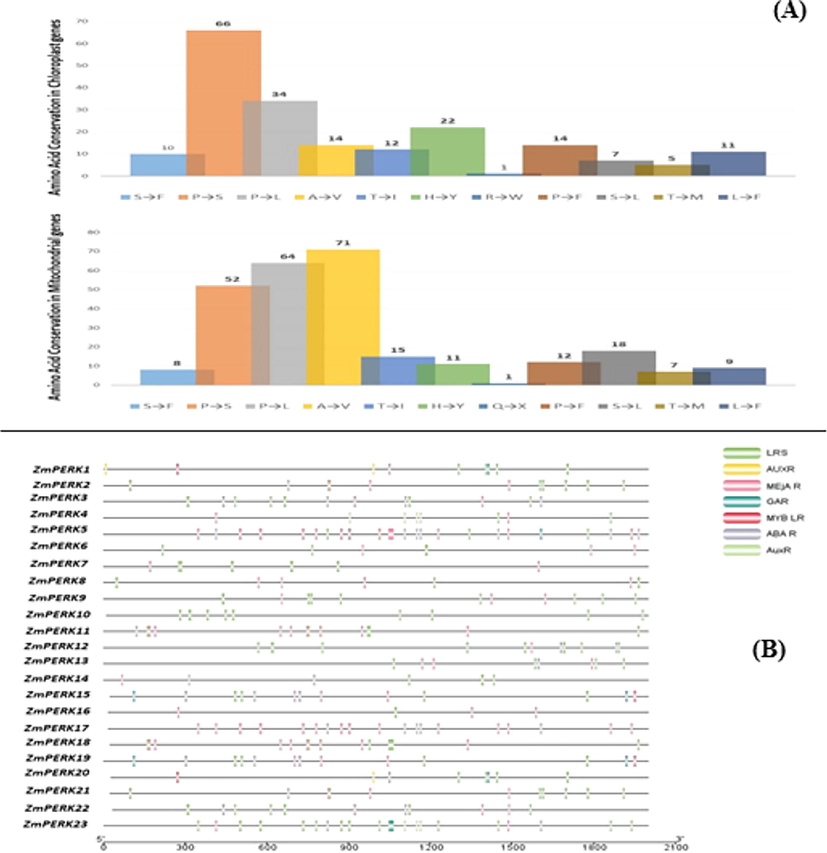 (A) RNA editing of the PERK genes results in amino acid conservation. (B) Identified cis-acting elements in ZmPERK gene family promoters.