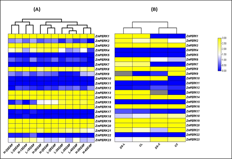 A: ZmPERK gene expression patterns at different developmental stages of seed embryos from 15 days after pollination (DAP) to 40 days after pollination (DAP). H-represent expression in high oil content varaiety while L represent low oil content varaiety B: Expression pattern of ZmPERKgene under drought stress DS-L(Drought stress leave sample) DS-C (Drought stress cob sample) CL(Controled leave sample) CC (Control Cob sample.