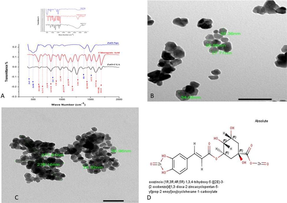 (A) The Fourier transform infrared (FTIR) spectrum of ZnO-Nps, CGA, and ZnO/CGA complex and (B and C, the magnification power was 100 nm) TEM and analysis of ZnO-NPs and ZnO/CGA and (D) The proposed structure of ZnO/CGA complex.