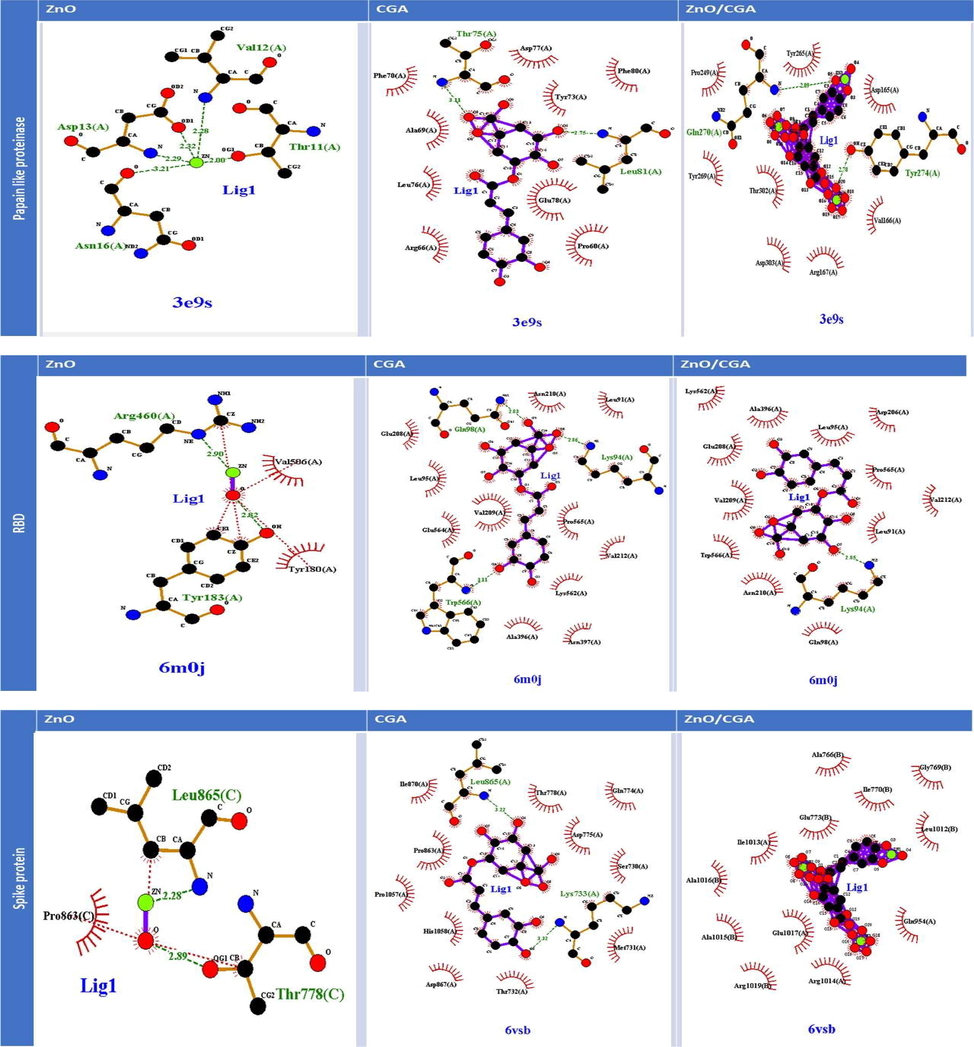 Molecular docking and LigPlus analysis illustrating the interaction between ZnO-NPs, CGA, and ZnO/CGA and the studied proteins (papain-like proteinase, spike protein, and spike protein receptor-binding domain).