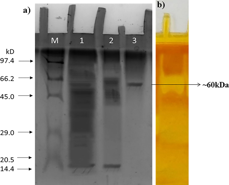 (a) SDS-PAGE analysis of lane (M) protein marker (M.W. 97.4 to 14.3 kDa; (1) crude; (2) ammonium sulfate precipitate and dialyzed; (3) ion-exchange fraction. (b) Zymogram of fraction after iodine staining.