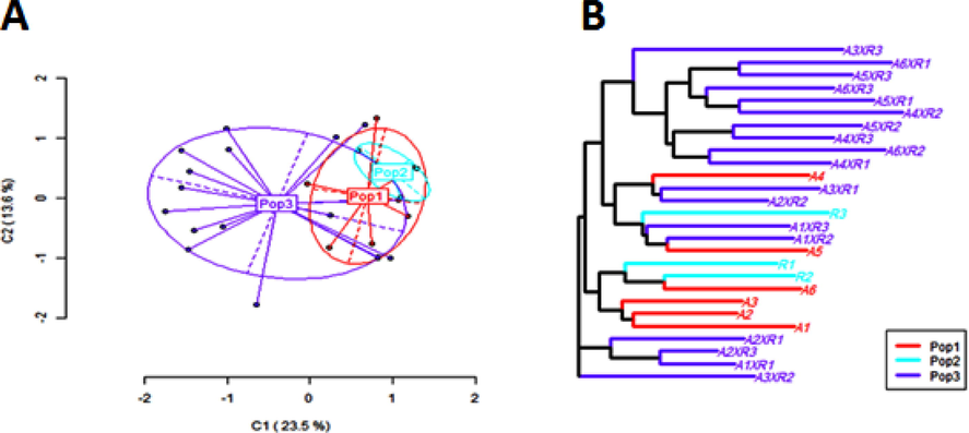 (A) Principal Coordinates Analysis (PCoA); (B) hierarchical clustering using the nearest neighbor method for the Methylated Sensitive Loci (MSL) in the A-lines (Pop.1), R-lines (Pop.2) and F1 hybrids (Pop.3) of CMS sunflower populations (Kanoosh et al., 2021).