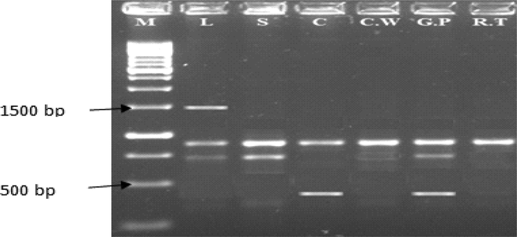 PCR amplification profile of chilli pepper genotypes (L = Loungi pepper, S = Sanam, C = CV-I C.W = California Wonder, G.P = Gola Peshawar, R.T = Red Top) using the primer GLD-13.