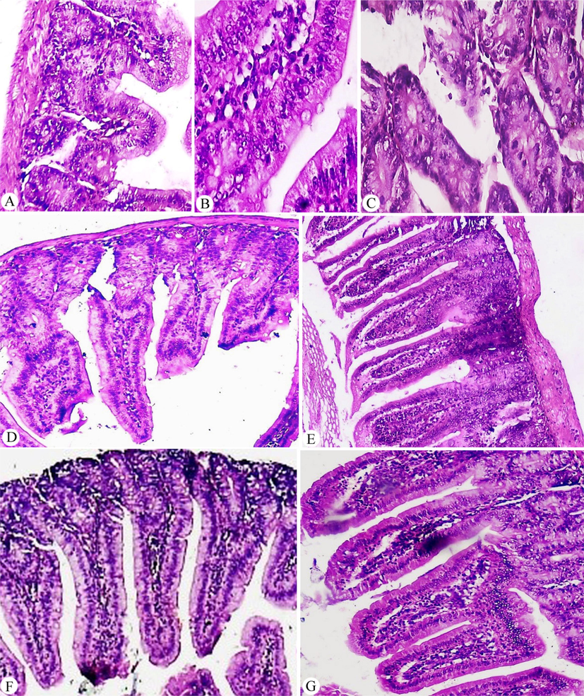 (A, B, and C) G2 with different histological changes showed features of Giardia infection associated with non-specific chronic duodenitis with distorted villus/crypt ratio, lamina propria exhibited marked inflammatory cellular infiltrate (lymphocytes and plasma cells) and edema with trophozoite (A × 100, and B, C × 400). (D) G3 showed a reduction of Giardia trophozoites number with the slight restoration of villi/crypt ratio, moderate inflammatory cellular infiltrate (lymphocytes and plasma cells) and edema of lamina propria (×200). (E) G4 showed villi still blunted with mild regeneration of its lining epithelium and some ulcerated areas, marked inflammatory cellular infiltrate (lymphocytes and plasma cells) and edema of lamina propria also was noticed (×200). (F and G) G5 showed a marked reduction of Giardia trophozoites number with the regeneration of lining epithelium of near-normal villi and mild inflammatory cellular infiltrate (lymphocytes and plasma cells) and edema of lamina propria in the group that received pomegranate as prophylaxis (F × 100 and G × 200).