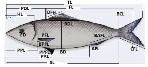 Showing Morphometric characters measurements.