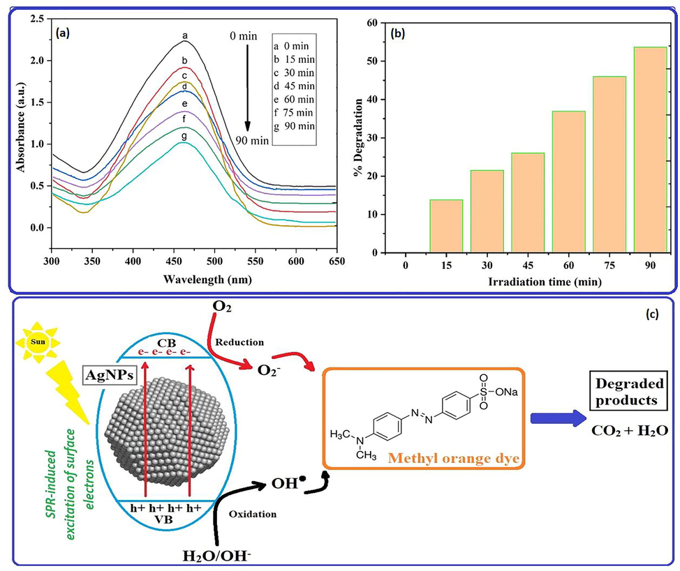 (a) The intensity of the absorbance peak was observed to decrease as irradiation time duration was increased with NPs in the absorption spectra of MO dye and degradation efficiency, (b) % degradation vs irradiation time bar graph and (c) a photocatalytic trigger for dye degradation in the presence of AgNPs under direct sunlight exposure.